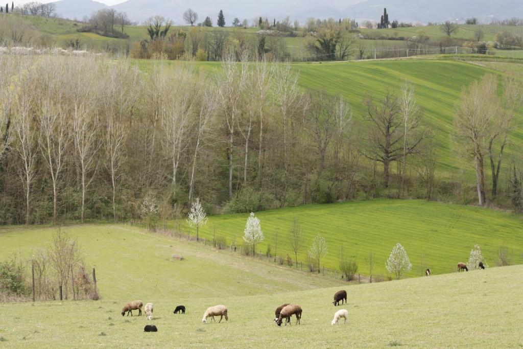 ヴィッキオ Agriturismo La Colombaiaヴィラ エクステリア 写真