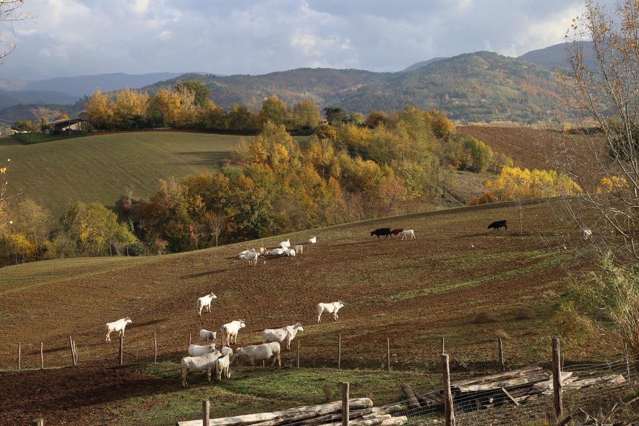 ヴィッキオ Agriturismo La Colombaiaヴィラ エクステリア 写真