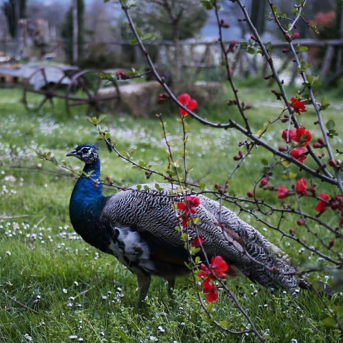 ヴィッキオ Agriturismo La Colombaiaヴィラ エクステリア 写真