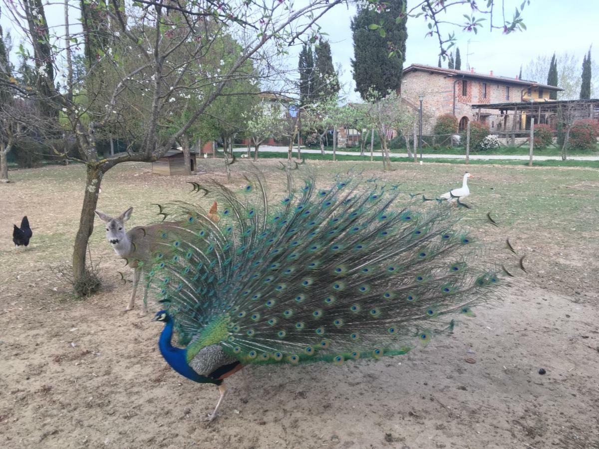 ヴィッキオ Agriturismo La Colombaiaヴィラ エクステリア 写真